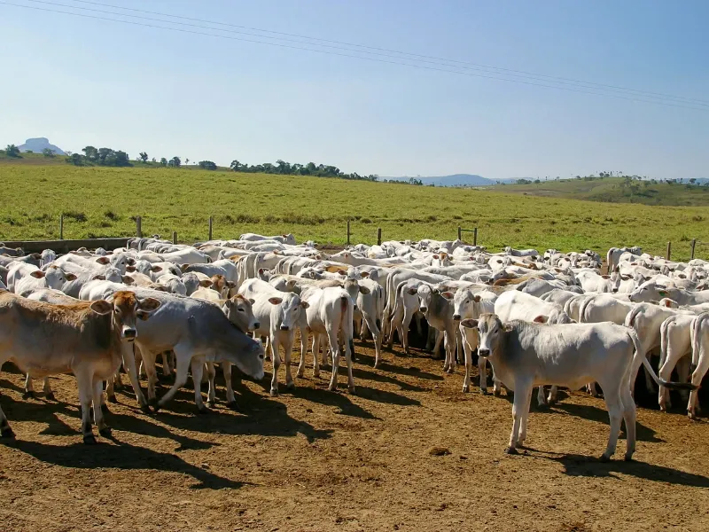 importância do manejo de pastagem​ e sustentabilidade