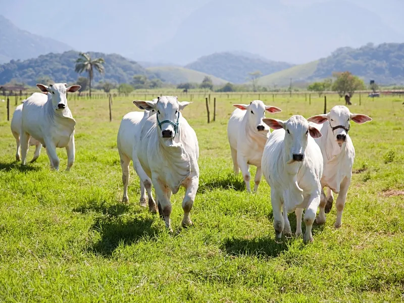 importância do manejo de pastagem