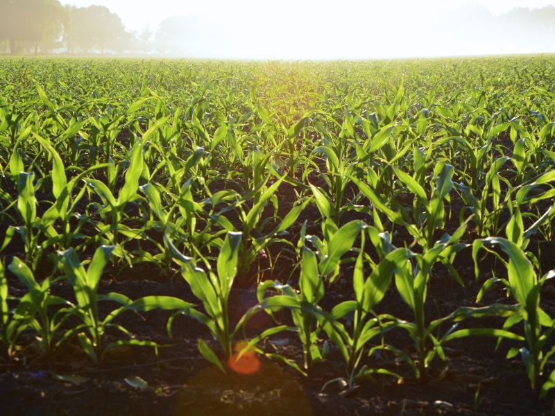 o que é Ministério da Agricultura e funções