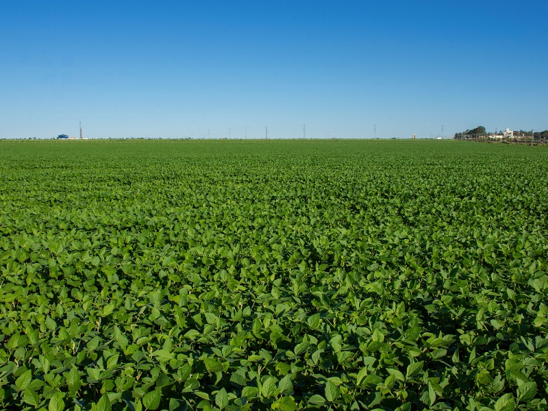 qual a função do Ministério da Agricultura Pecuária e Abastecimento e promoção