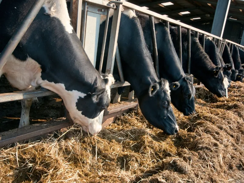 silagem de grão úmido de milho e animal