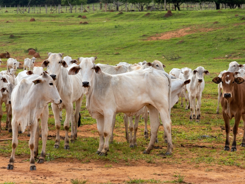 tipos de manejo de pastagem​ e aspectos