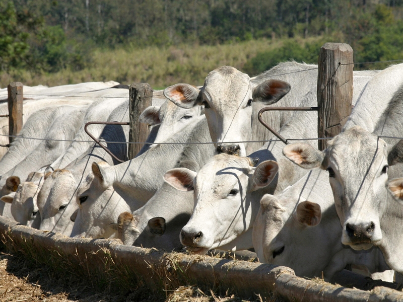 manejo de pastagem para gado de corte​ e nutrição