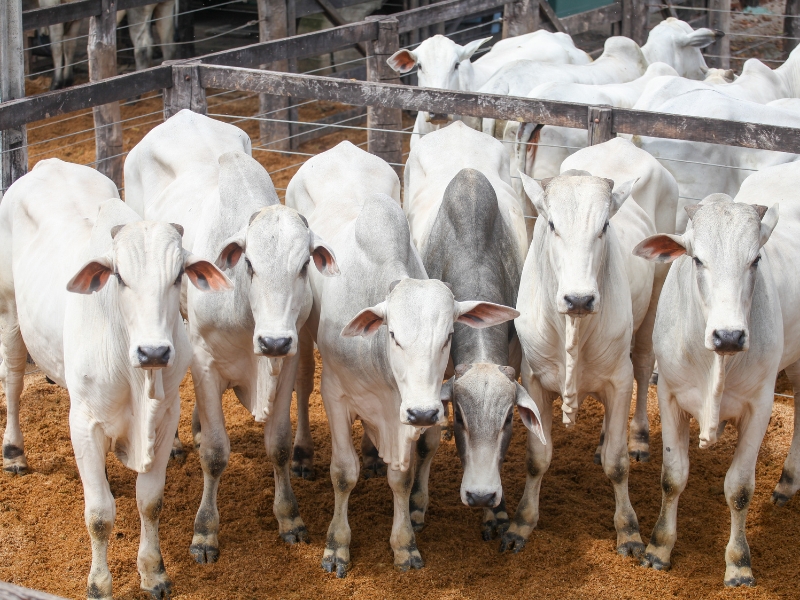 qual a previsão do boi gordo para 2025 e animais