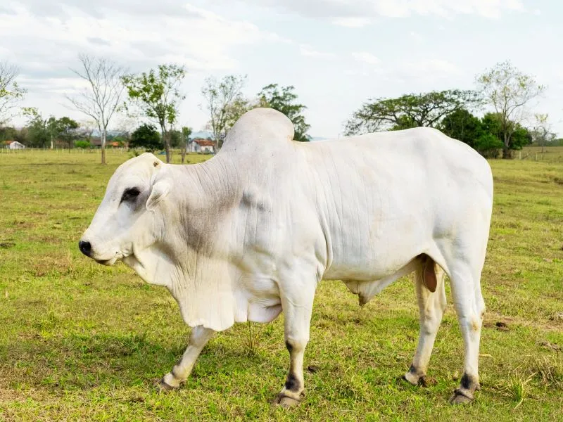 quanto custa um boi gordo no Brasil