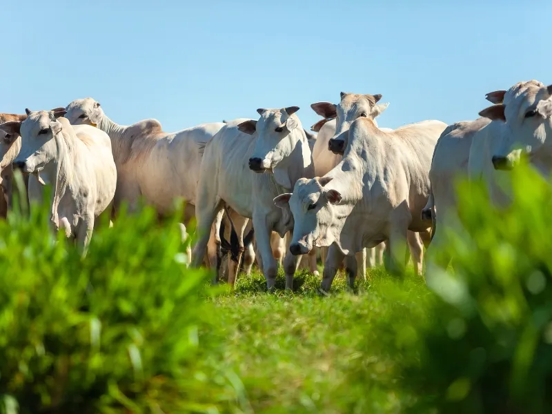 como calcular a quantidade de animais para pastejo rotacionado​ e planejamento