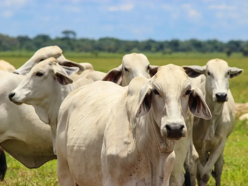 como calcular a quantidade de animais para pastejo rotacionado​ e determinação