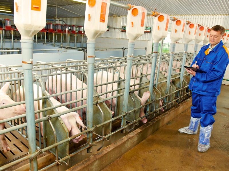 o que é rendimento de carcaça e melhoramento