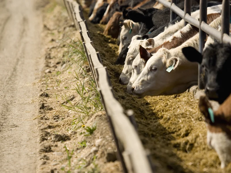 DDG para bovinos e alimentação