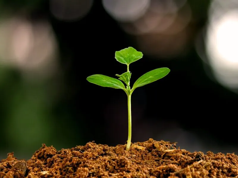 Sustentabilidade no agronegócio e sociedade