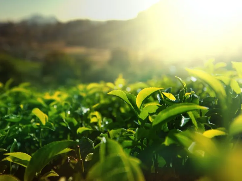 qual a área mínima para fazer o cadastro ambiental rural