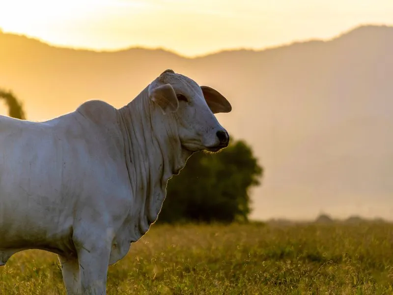 quanto pesa um boi e carne