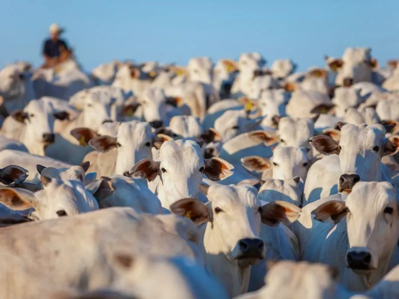 principais produtos agrícolas da região sul​ e pecuária