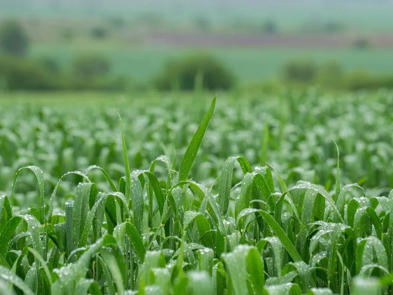 PIB do agronegócio e perspectivas