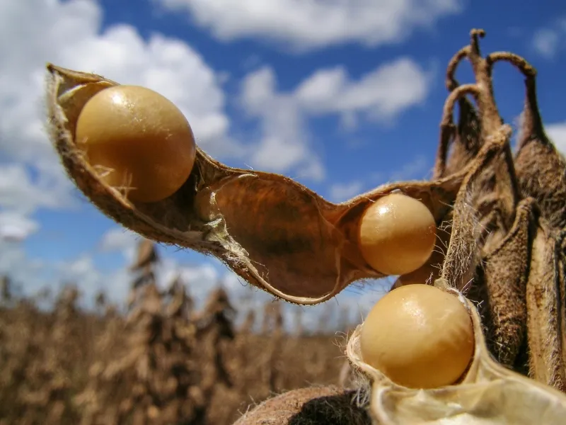 como vender soja no mercado futuro​ e riscos